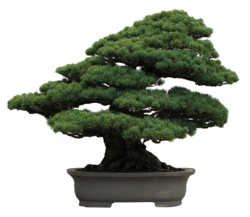 Bonsai Plant on What Makes A Bonsai   Courtesy Of The Bonsai Primer Website