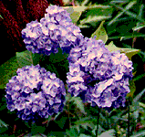 Hydrangea