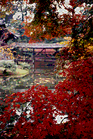 Kyoto in the autumn