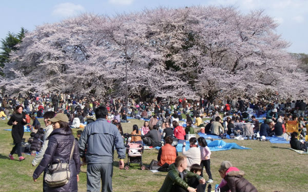 Hanami party