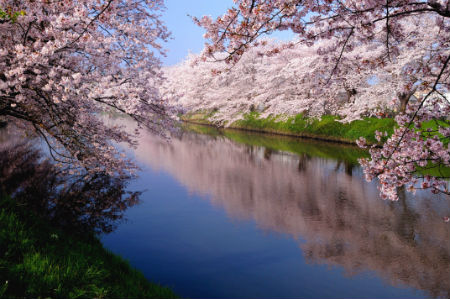 Cherry blossoms
