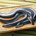 Eels