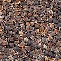 Buckwheat