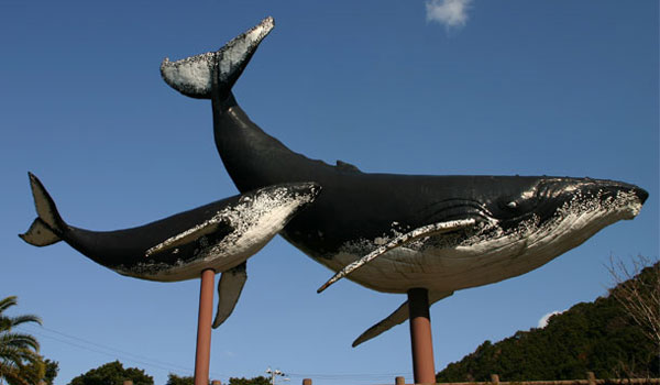 Taiji Whales