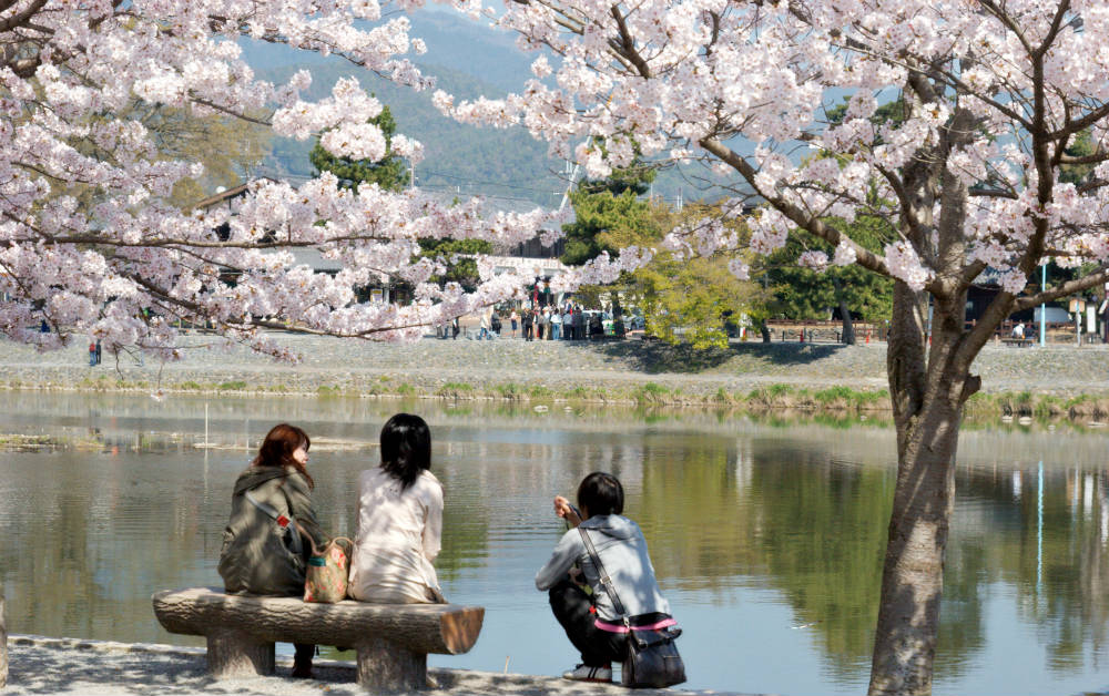 Enjoying the hanami cherry blossoms at Arashiyama