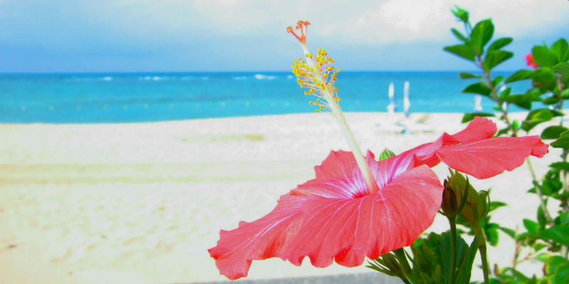 The hibiscus flower is a symbol of Okinawa