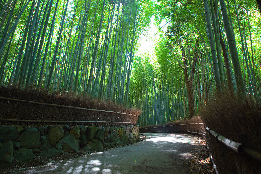 The Sagano bamboo groves